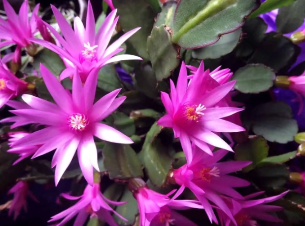 how to repot cactus in spring how to repot cactus in spring