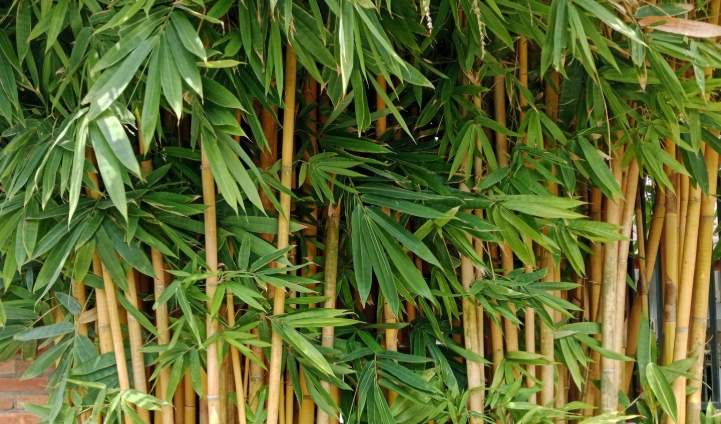 how to take care of bamboo