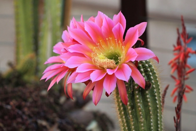 how to repot cactus in spring how to repot cactus in spring