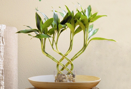 lucky bamboo care lucky bamboo care