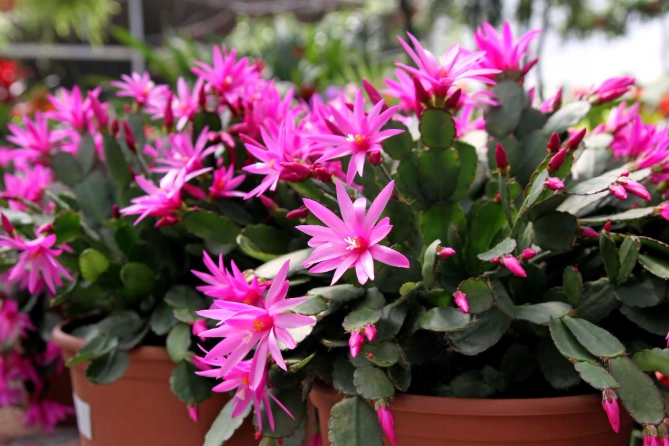 how to repot cactus in spring how to repot cactus in spring