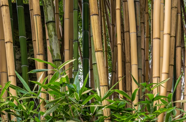 bamboo plant care bamboo plant care