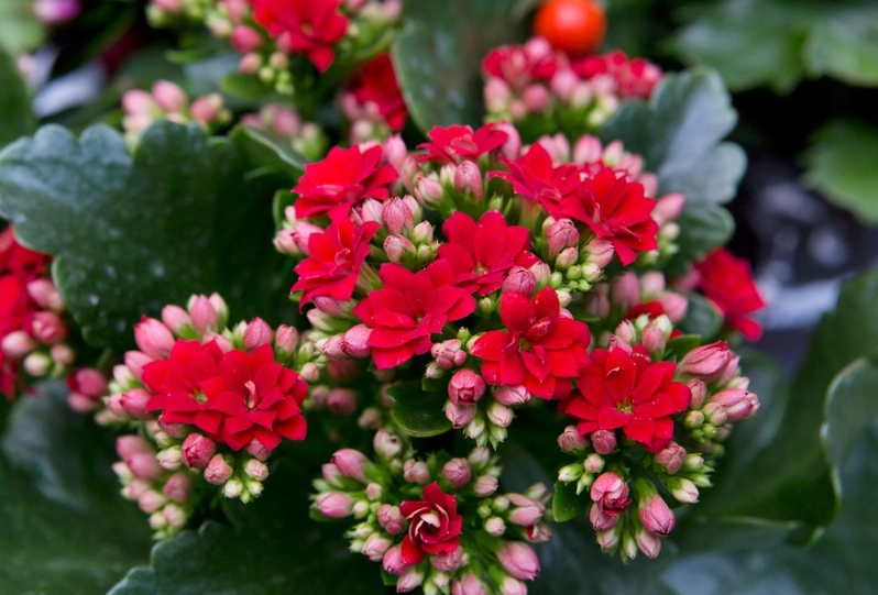 kalanchoe not flowering