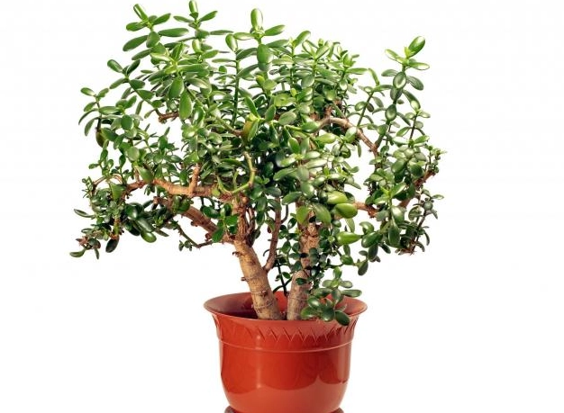 overwatering jade plant overwatering jade plant