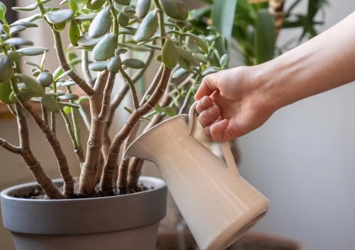 jade plant watering schedule jade plant watering schedule