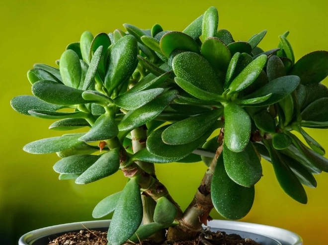 overwatering jade plant overwatering jade plant