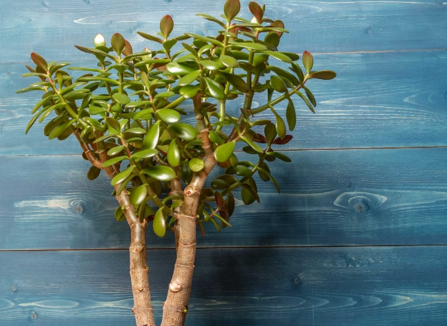 overwatering jade plant overwatering jade plant