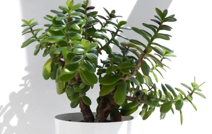 jade plant watering schedule jade plant watering schedule