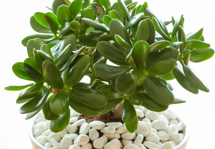 jade plant watering schedule jade plant watering schedule