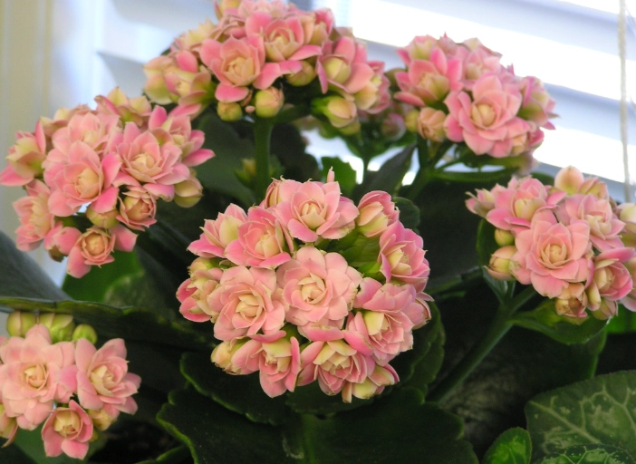 how to make kalanchoe bloom