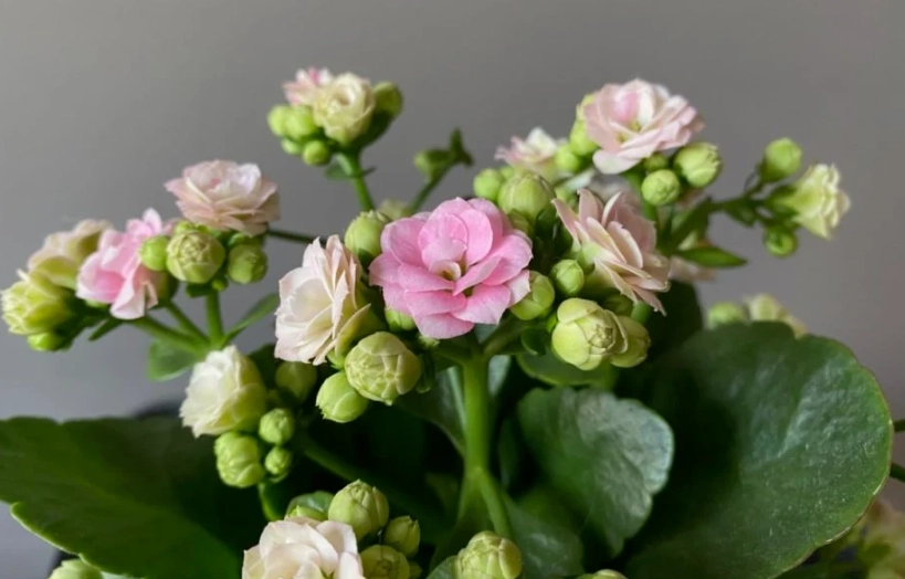 how to make kalanchoe bloom