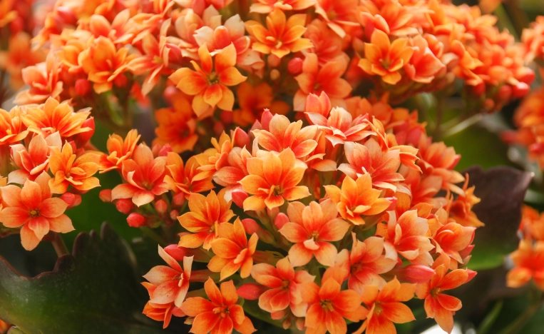 kalanchoe not flowering