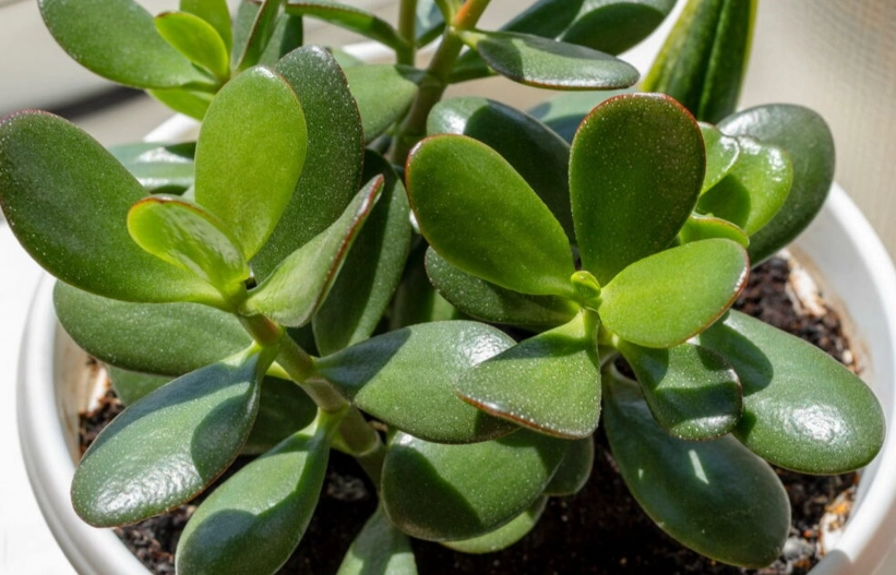jade plant watering schedule jade plant watering schedule
