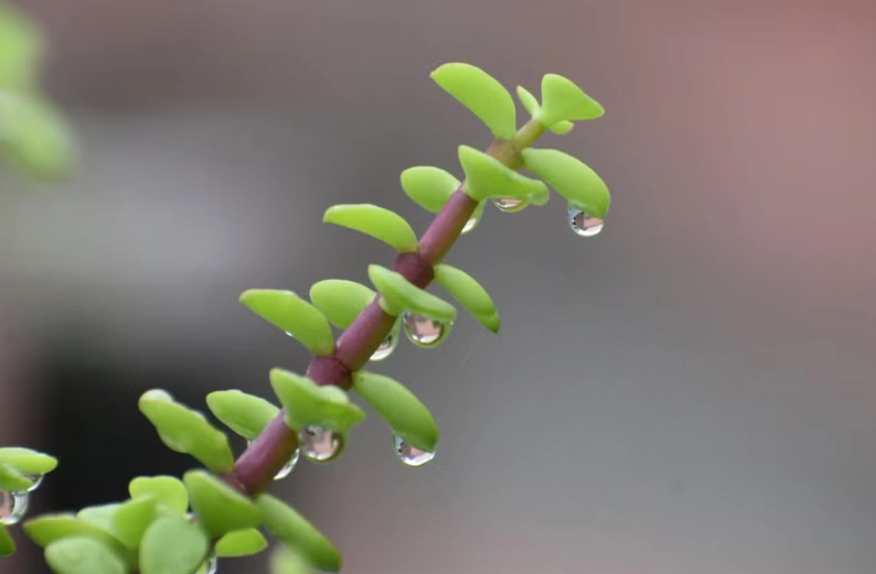 overwatering jade plant overwatering jade plant
