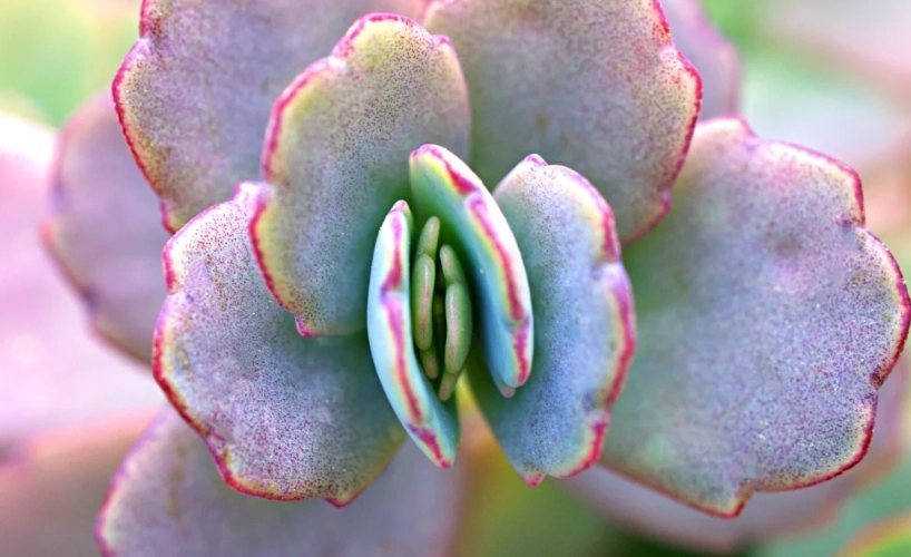 kalanchoe succulent varieties