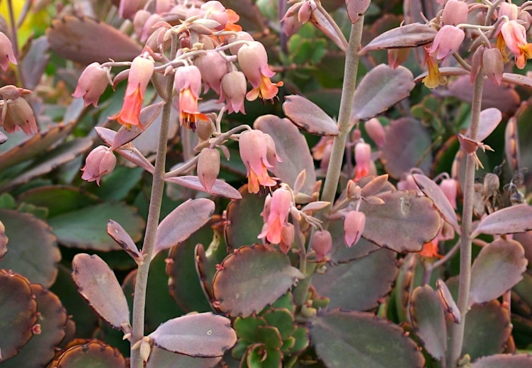 types of kalanchoe plants