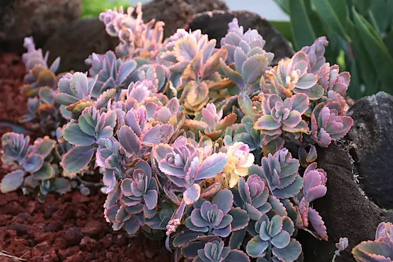 kalanchoe succulent varieties