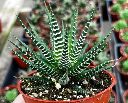 haworthia fasciata vs attenuata