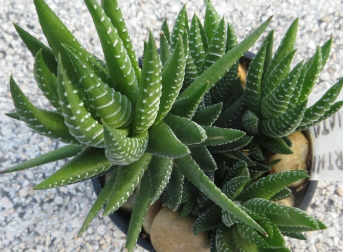 haworthia fasciata care
