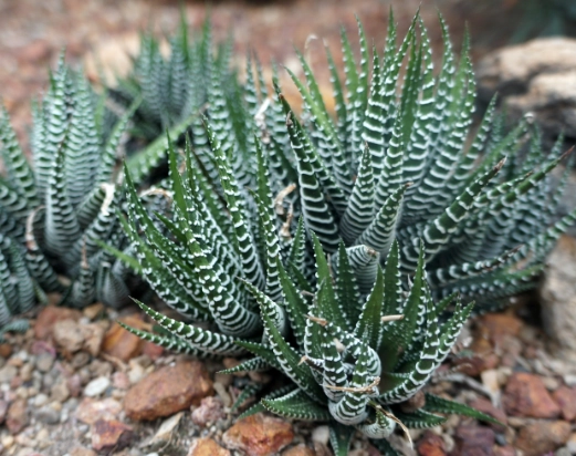 zebra plant succulent