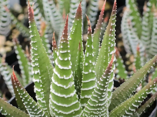 haworthia fasciata vs attenuata
