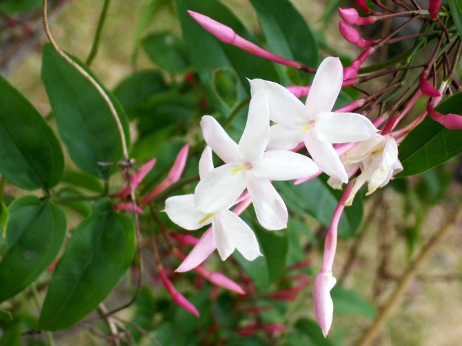 pink jasmine plant