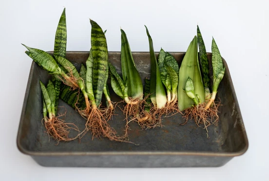 snake plant propagation snake plant propagation