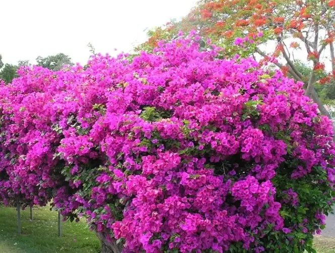 how to prune bougainvillea tree how to prune bougainvillea tree