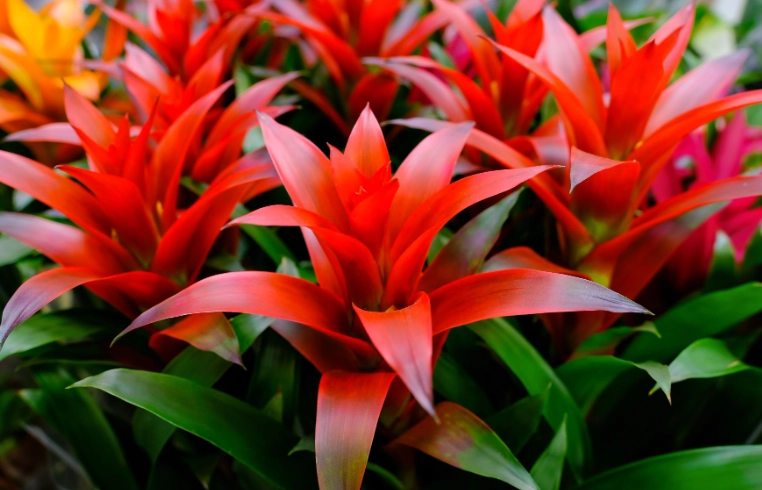 bromeliad flower care bromeliad flower care