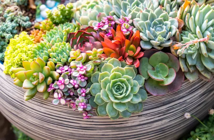 succulent planting guide