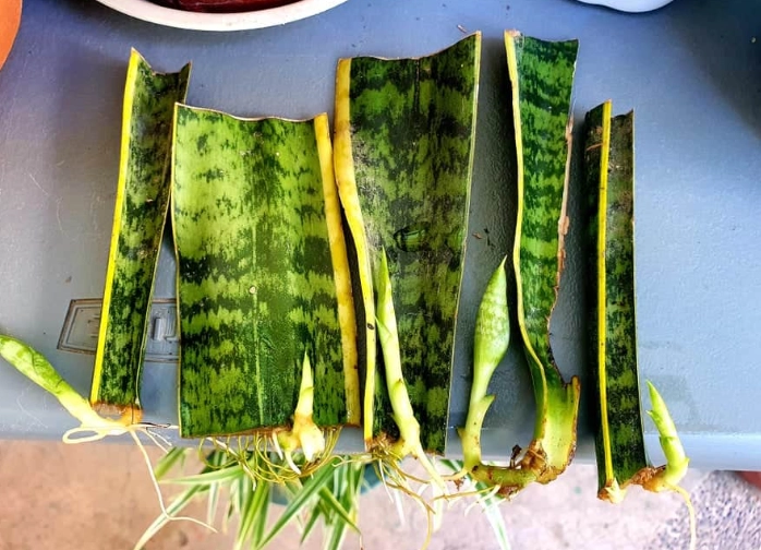 grow snake plant from cutting grow snake plant from cutting