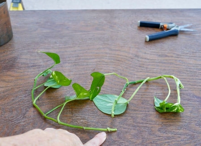 how to propagate pothos how to propagate pothos