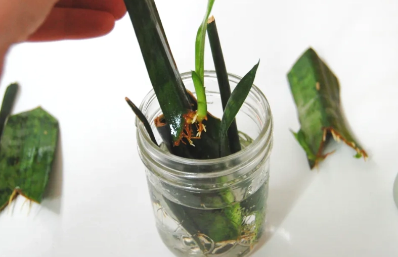snake plant propagation snake plant propagation
