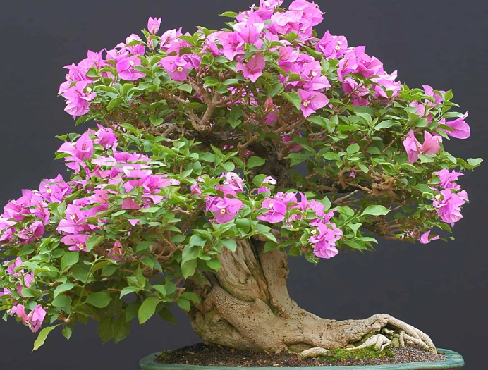 how to prune bougainvillea tree how to prune bougainvillea tree