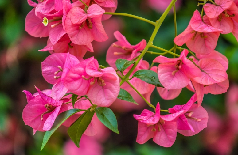 bougainvillea tree problems bougainvillea tree problems