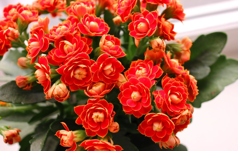 kalanchoe succulent care kalanchoe succulent care
