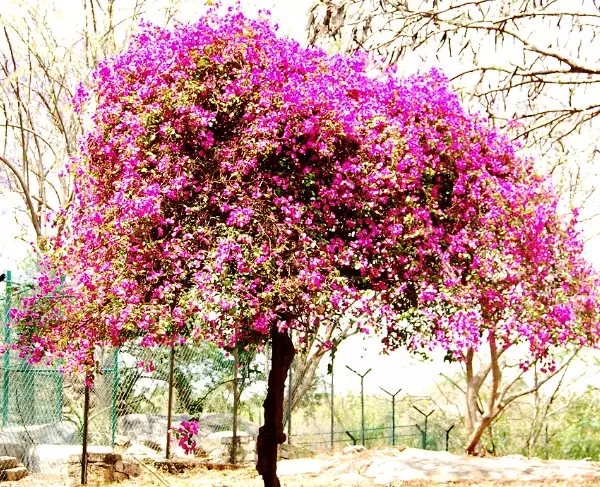 bougainvillea tree problems bougainvillea tree problems