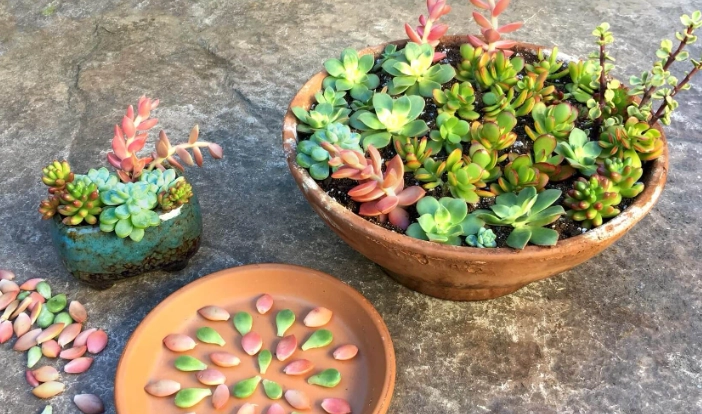 how to plant succulents