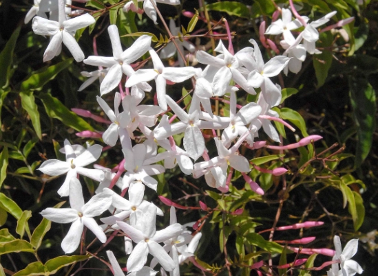 how to grow jasmine