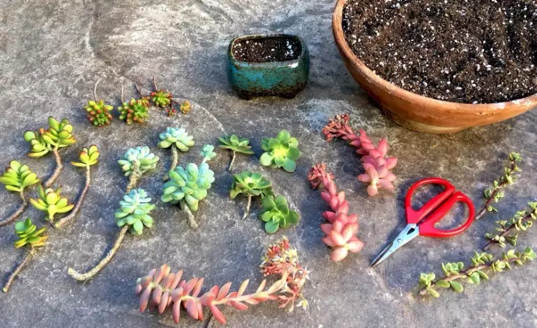 plant succulents in pots