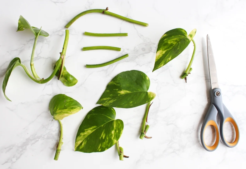 propagate pothos propagate pothos