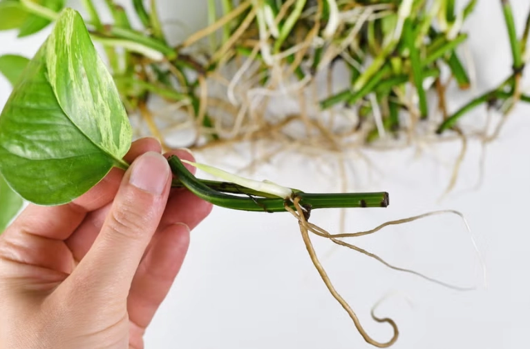 how to propagate pothos how to propagate pothos