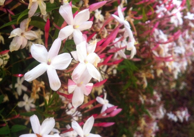 how to grow jasmine