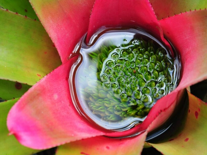how to get a bromeliad to flower how to get a bromeliad to flower