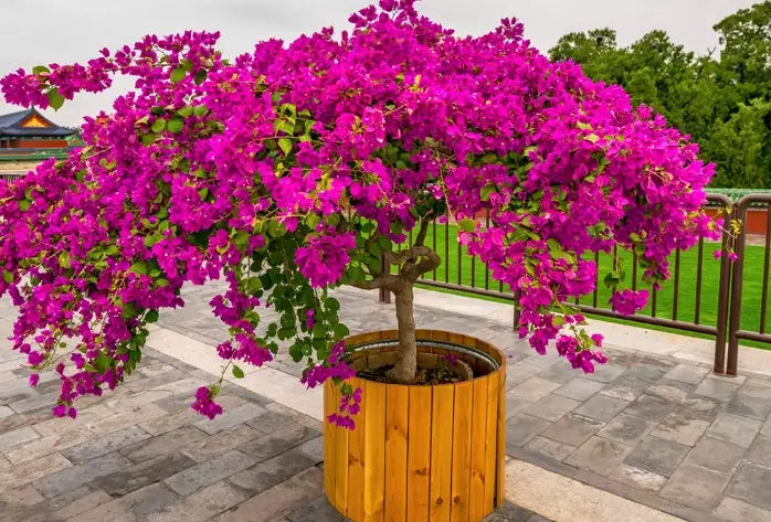 bougainvillea tree care bougainvillea tree care