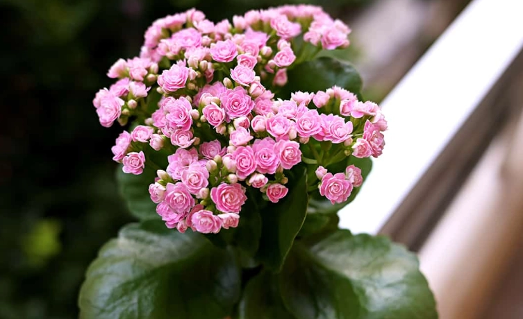 kalanchoe succulent care kalanchoe succulent care