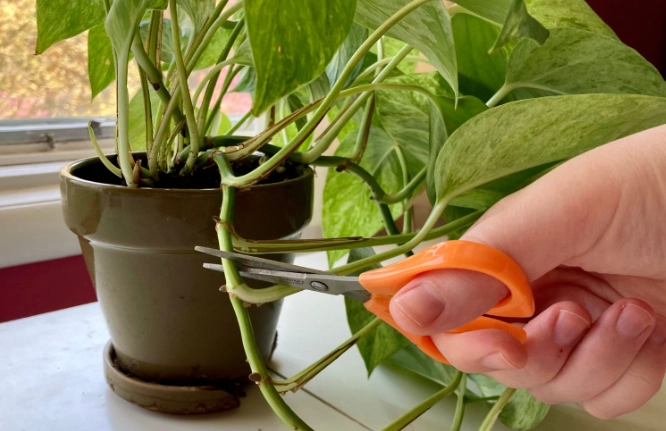 propagate pothos propagate pothos