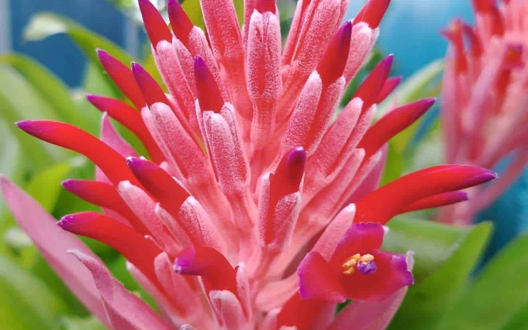 bromeliad flower care bromeliad flower care