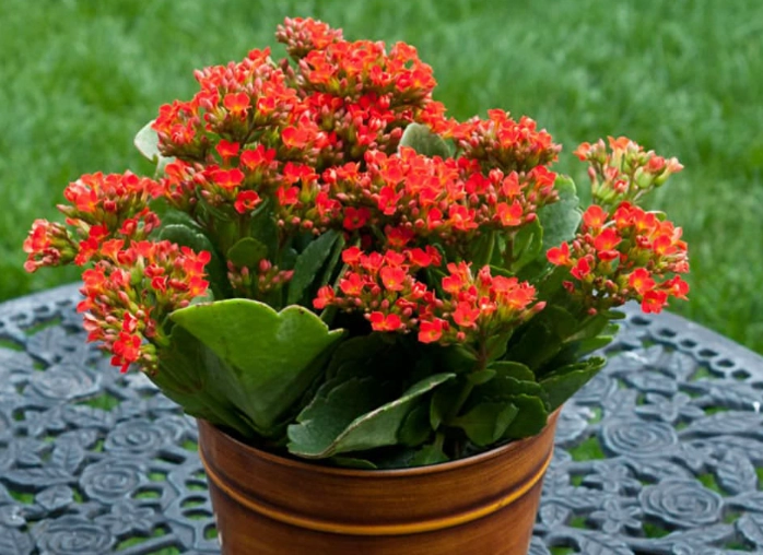 how to care for kalanchoe how to care for kalanchoe