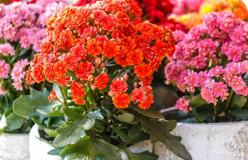 how to care for kalanchoe how to care for kalanchoe